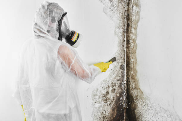 Best Mold Removal Company Near Me  in Heppner, OR