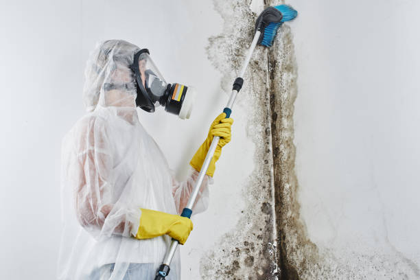 Best Best Mold Removal Companies  in Heppner, OR