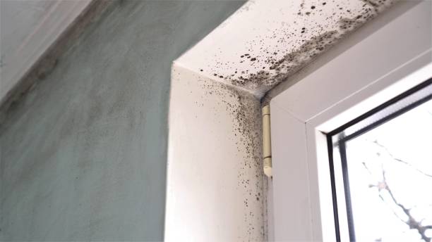 Best Home Mold Removal  in Heppner, OR