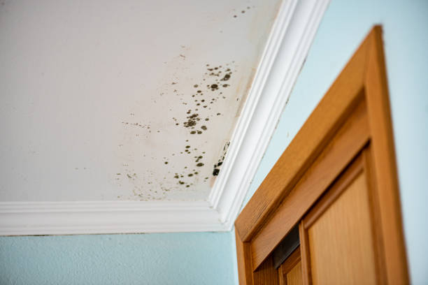 Best Residential Mold Removal  in Heppner, OR