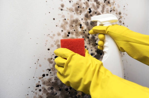 Best Office Mold Removal Services  in Heppner, OR