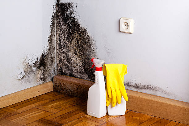 Best Professional Mold Removal  in Heppner, OR