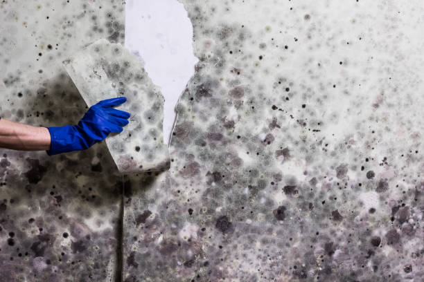 Certified Mold Removal in Heppner, OR