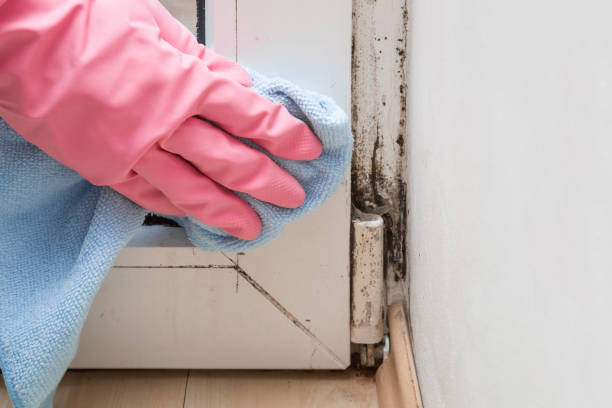 Best Emergency Mold Removal  in Heppner, OR