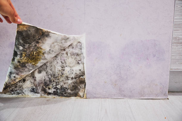 Trusted Heppner, OR Mold Removal Experts